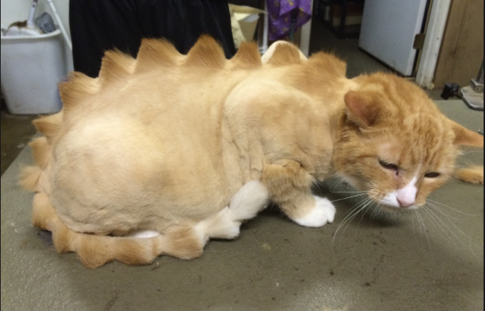 Don’t Shave Your Cat Like a Dinosaur!